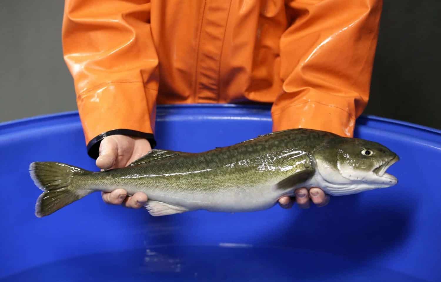 Researchers seek better ways to farm popular Pacific fish - Talk-N West TN
